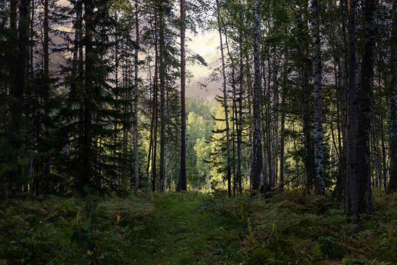 Forestry Clearing in Katy, TX